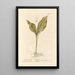 Lily of the Valley - Elizabeth Blackwell — framed artwork on a wall