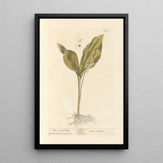 Lily of the Valley - Elizabeth Blackwell — framed artwork on a wall
