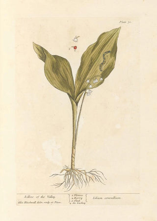 Lily of the Valley - Elizabeth Blackwell — artwork view