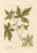 Copalme - Elizabeth Blackwell — artwork view