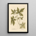 Copalme - Elizabeth Blackwell — framed artwork on a wall