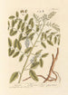 Licorice - Elizabeth Blackwell — artwork view