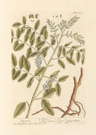 Licorice - Elizabeth Blackwell — artwork view
