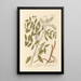 Licorice - Elizabeth Blackwell — framed artwork on a wall