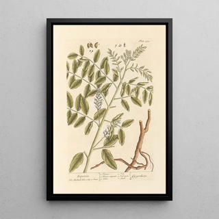Licorice - Elizabeth Blackwell — framed artwork on a wall