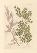Campêche - Elizabeth Blackwell — artwork view
