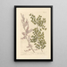 Campêche - Elizabeth Blackwell — framed artwork on a wall