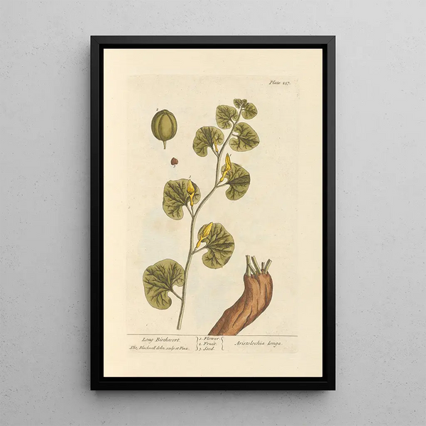 Aristoloche longue - Elizabeth Blackwell — framed artwork on a wall
