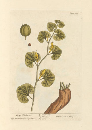 Elizabeth Blackwell - Long birthwort.webp