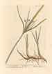 Long Souchet Painting - Elizabeth Blackwell — artwork view