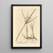 Long Souchet Painting - Elizabeth Blackwell — framed artwork on a wall