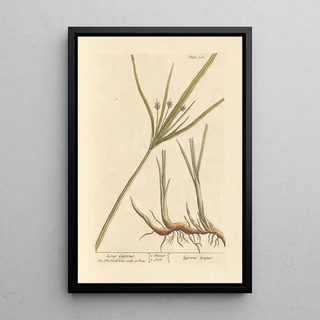 Long Souchet Painting - Elizabeth Blackwell — framed artwork on a wall