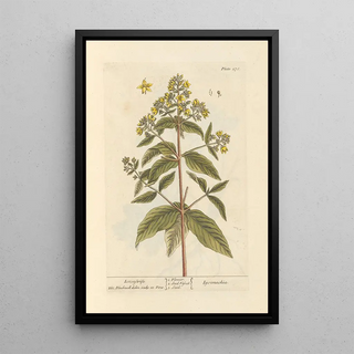 Lysimaque - Elizabeth Blackwell — framed artwork on a wall