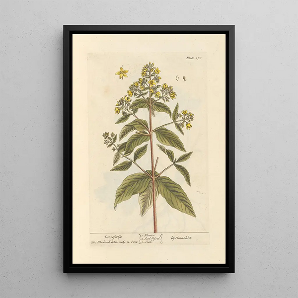 Lysimaque - Elizabeth Blackwell — framed artwork on a wall