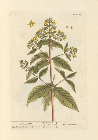 Lysimaque - Elizabeth Blackwell — artwork view