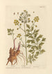 Livèche - Elizabeth Blackwell — artwork view
