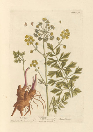 Livèche - Elizabeth Blackwell — artwork view