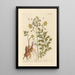 Livèche - Elizabeth Blackwell — framed artwork on a wall