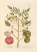 Candy Apple - Elizabeth Blackwell — artwork view