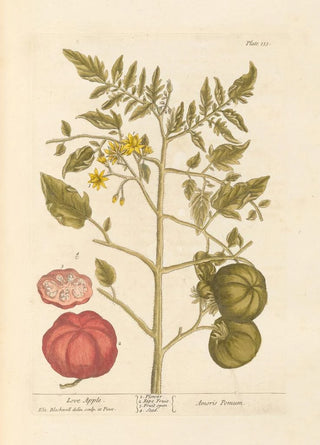 Candy Apple - Elizabeth Blackwell — artwork view