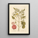 Candy Apple - Elizabeth Blackwell — framed artwork on a wall
