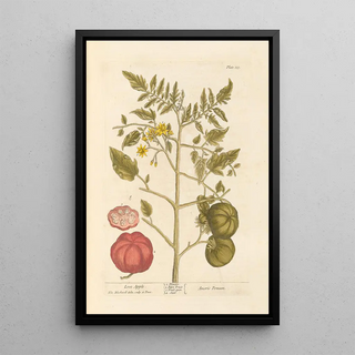Candy Apple - Elizabeth Blackwell — framed artwork on a wall