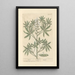 Lupin - Elizabeth Blackwell — framed artwork on a wall