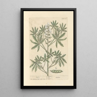 Lupin - Elizabeth Blackwell — framed artwork on a wall
