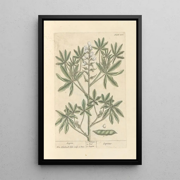 Lupin - Elizabeth Blackwell — framed artwork on a wall