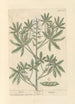 Lupin - Elizabeth Blackwell — artwork view