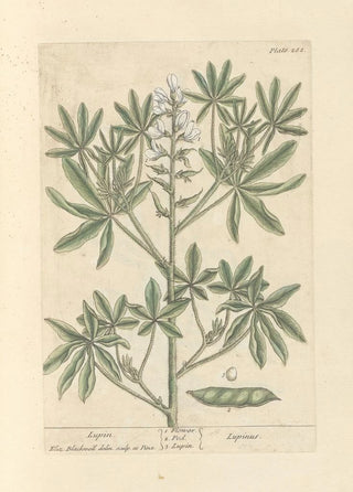 Lupin - Elizabeth Blackwell — artwork view