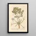 Macedonian Parsley Painting - Elizabeth Blackwell — framed artwork on a wall