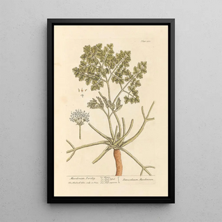 Macedonian Parsley Painting - Elizabeth Blackwell — framed artwork on a wall