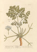 Macedonian Parsley Painting - Elizabeth Blackwell — artwork view