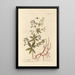 Garance - Elizabeth Blackwell — framed artwork on a wall