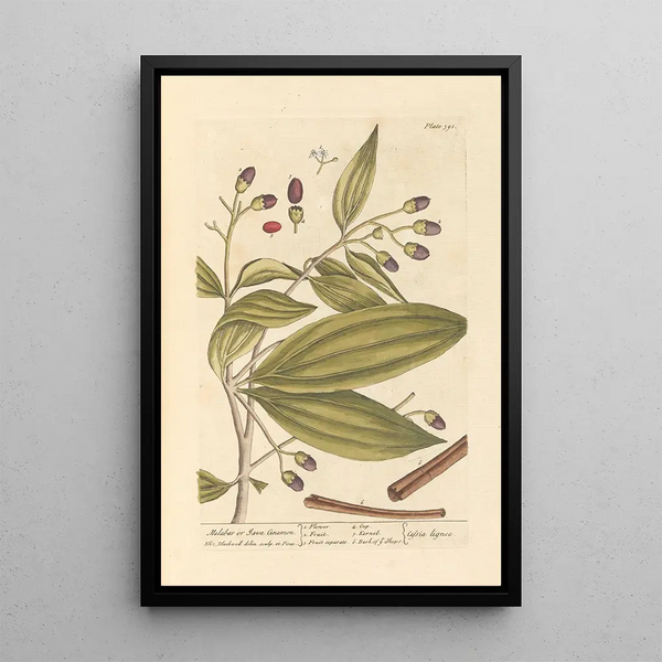 Cannelle de Malabar ou de Java - Elizabeth Blackwell — framed artwork on a wall