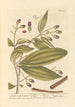 Cannelle de Malabar ou de Java - Elizabeth Blackwell — artwork view