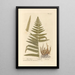 Male Fern Painting - Elizabeth Blackwell — framed artwork on a wall