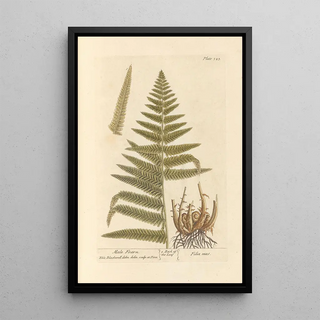 Male Fern Painting - Elizabeth Blackwell — framed artwork on a wall