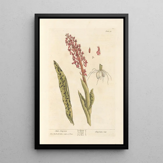 Male Satyrion Painting - Elizabeth Blackwell — framed artwork on a wall