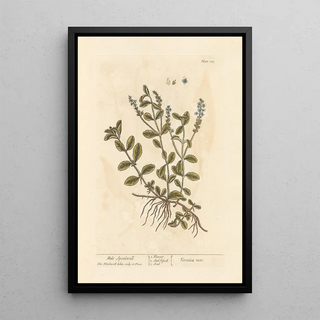 Véronique mâle - Elizabeth Blackwell — framed artwork on a wall