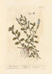 Véronique mâle - Elizabeth Blackwell — artwork view