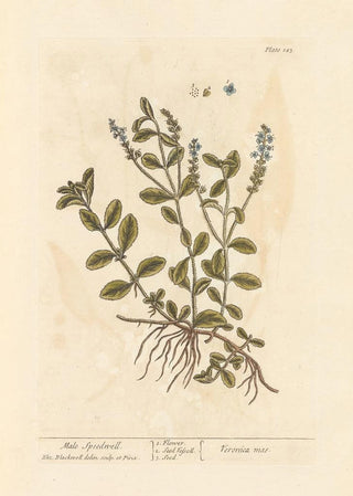 Véronique mâle - Elizabeth Blackwell — artwork view
