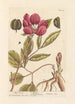 Peony Male Painting - Elizabeth Blackwell — artwork view