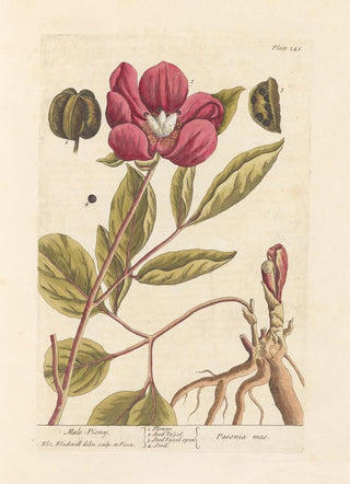Peony Male Painting - Elizabeth Blackwell — artwork view
