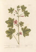 Mauve - Elizabeth Blackwell — artwork view