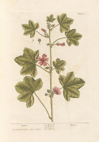 Mauve - Elizabeth Blackwell — artwork view