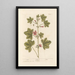Mauve - Elizabeth Blackwell — framed artwork on a wall