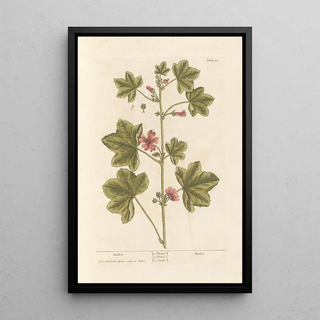 Mauve - Elizabeth Blackwell — framed artwork on a wall