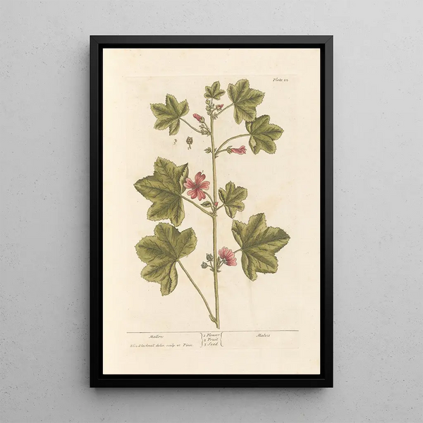 Mauve - Elizabeth Blackwell — framed artwork on a wall